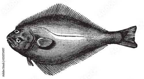 Atlantic Halibut or Hippoglossus hippoglossus, vintage engraving