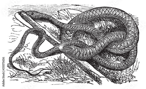 Whipsnake or Coachwhip or Masticophis flagellum, vintage engravi