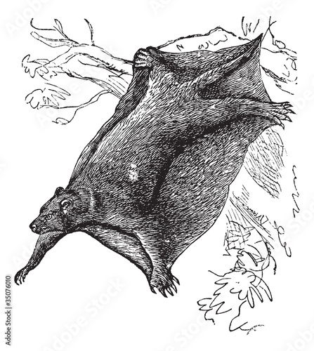 Cynocephalus volans or galeopitheque, vintage engraving.