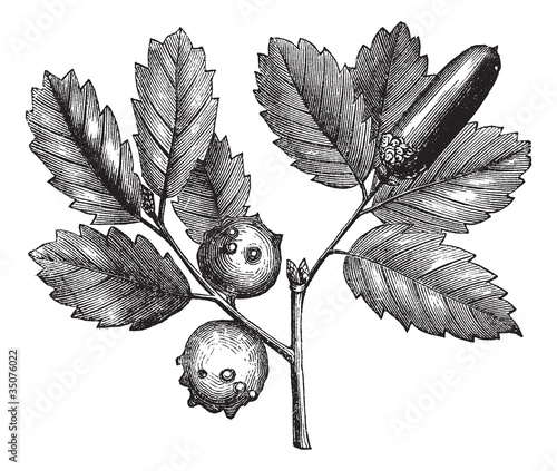 Quercus lusitanica or Gall Oak vintage engraving photo