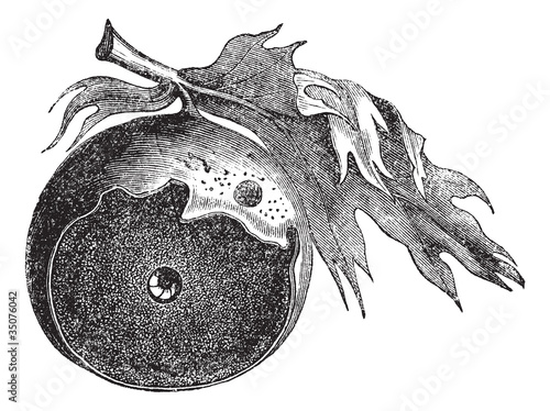 Gall of an oak and the way of insect escapes vintage engraving