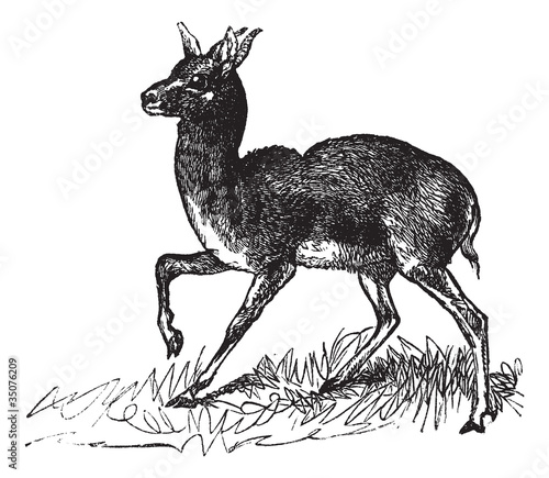 Dorcas Gazelle or Gazella dorcas vintage engraving