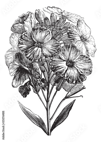 Φωτογραφία Aegean wallflower or Erysimum cheiri vintage engraving