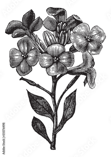 Gillyflower or Matthiola incana vintage engraving