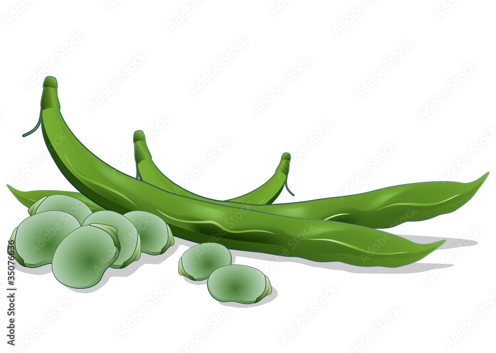 Vettoriale Stock Fave FavaBeansVector Adobe Stock
