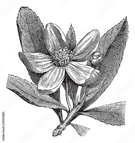 Franklinia or Gordonia pubescens vintage engraving