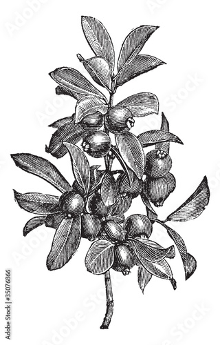 Cattley guava or Psidium littorale vintage engraving