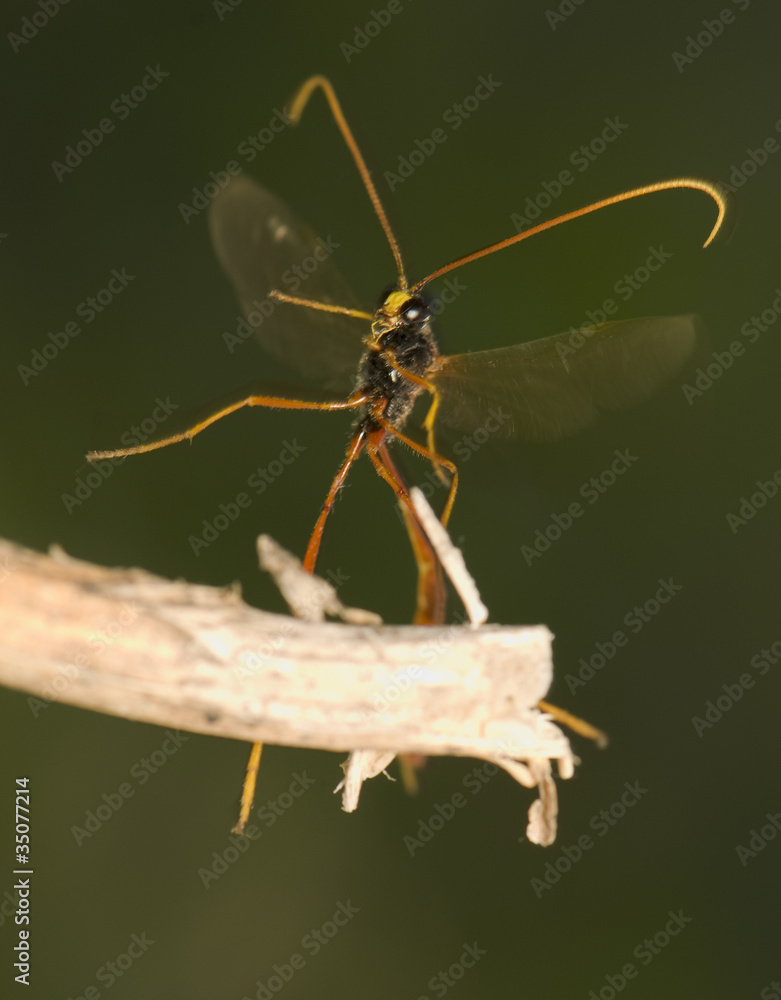 Ichneumonidae Stock Photo Adobe Stock