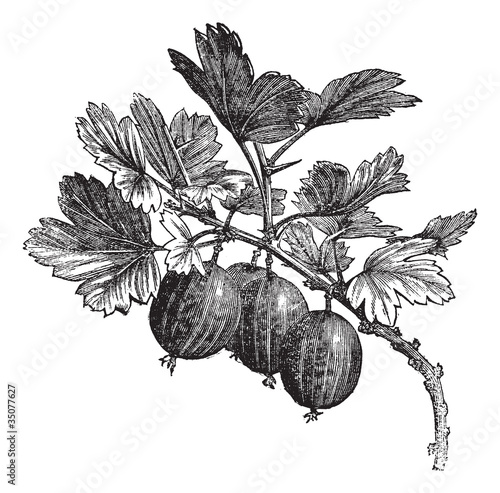 Gooseberry (Ribes grossularia) vintage engraving