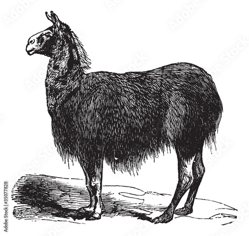 Guanaco (Lama Auchenia) vintage engraving