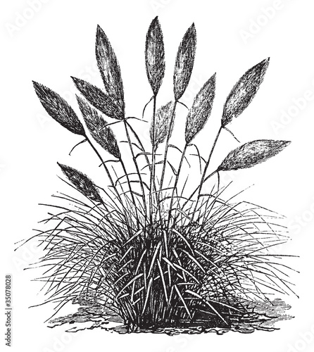 Gynerium silver (Gynerium argenteum) or pampas grass vintage eng