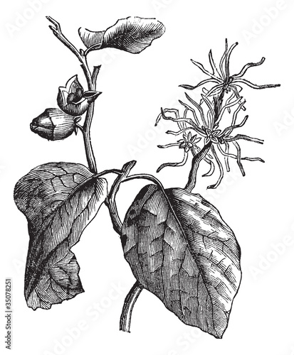 Witch hazel (Hamamelis virginiana) or winterbloom vintage engrav