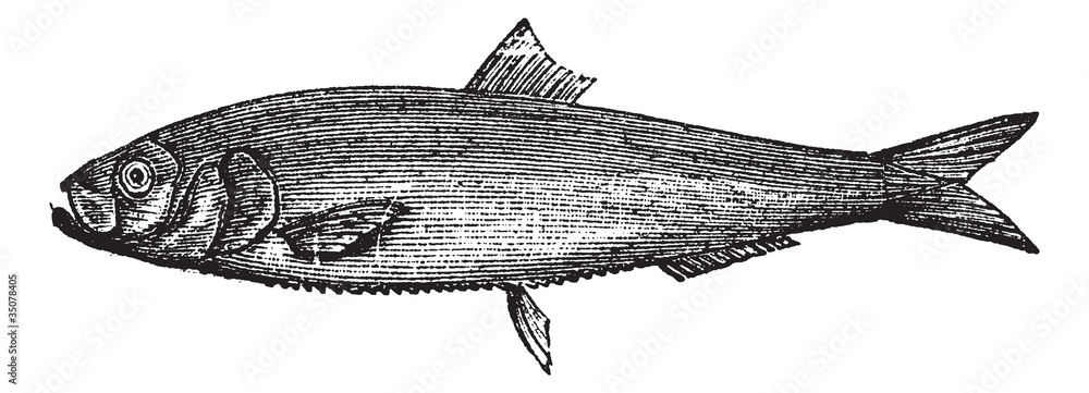 Naklejka premium White herring vintage engraving