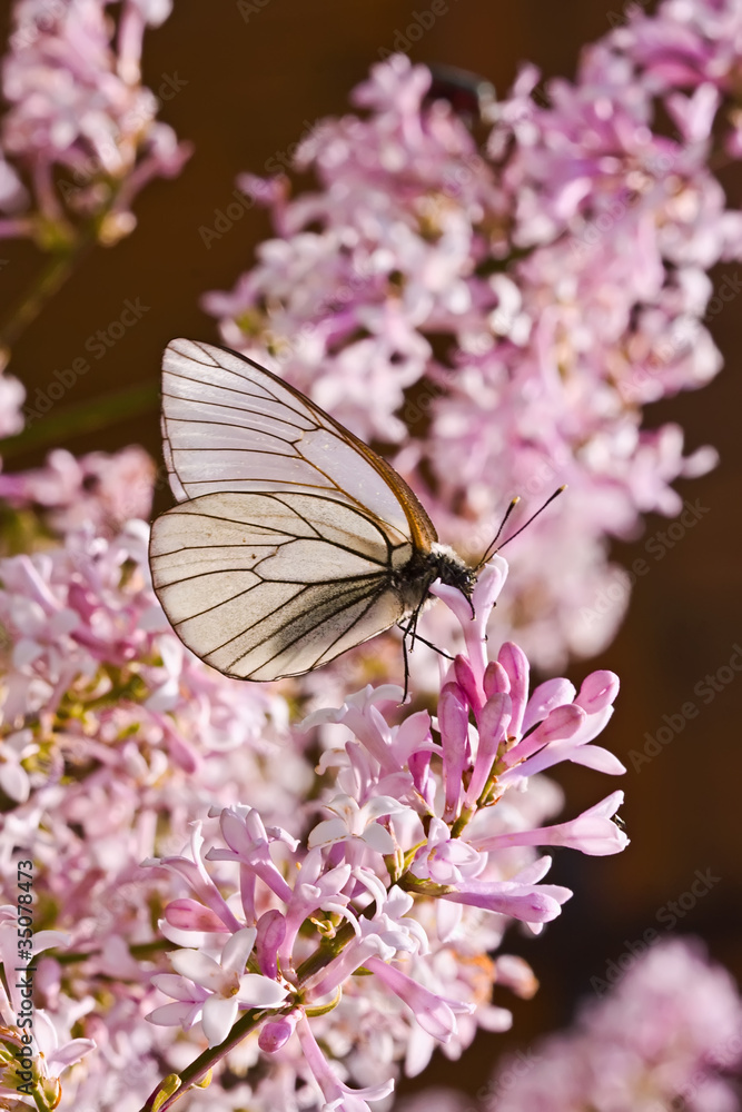 Fototapeta premium The butterfly on a flower