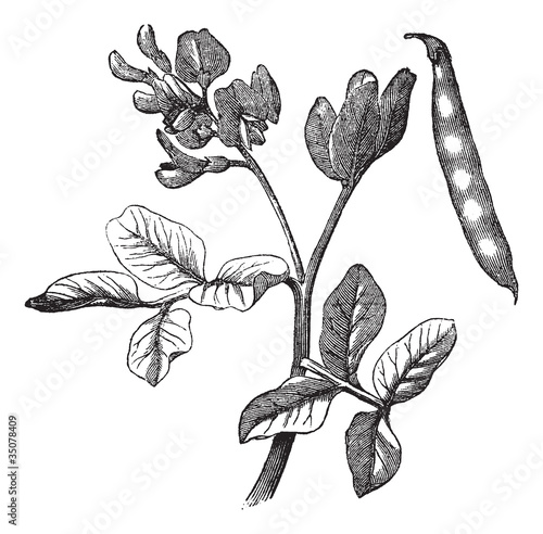 Common bean (Phaseolus vulgaris) vintage engraving