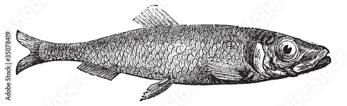 Atlantic herring of Europe (Clupea harengus) vintage engraving