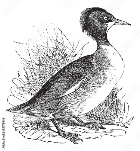 Merganser of America (Mergus Americanus) or Goosander vintage en