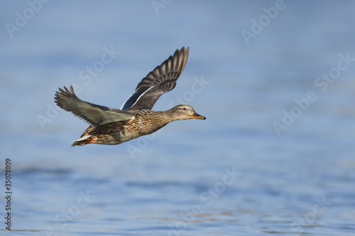 Flying female mallard  Anas platyrhynchos