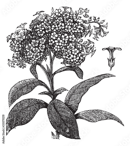 Heliotrope vintage engraving