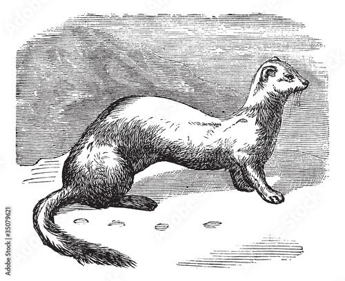 Stoat (Mustela erminea) or Ermine in winter pelt vintage engravi