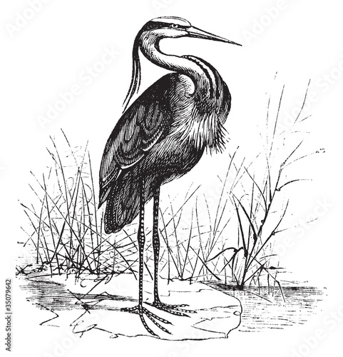 Canvas Print Common European heron (Ardea cinerea) or Grey heron vintage engr