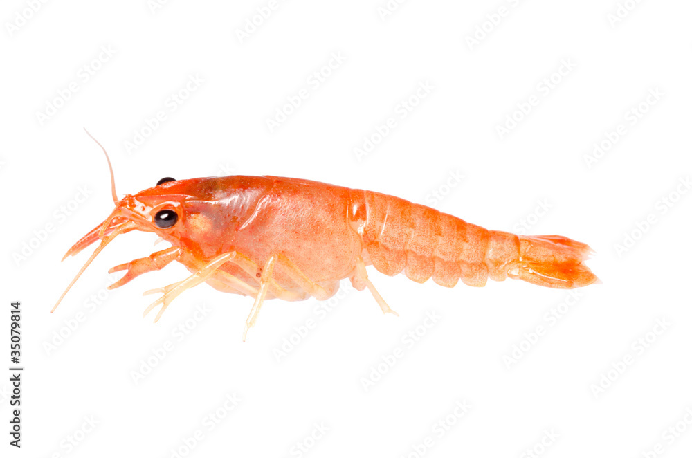 crawfish crawfish
