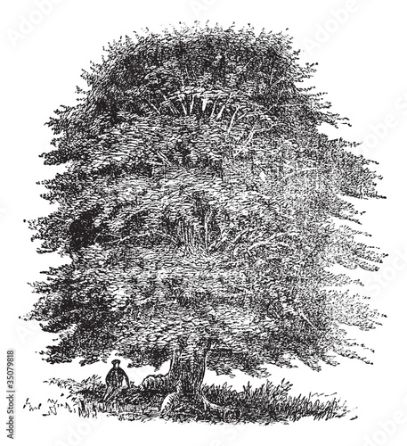 Beech tree vintage engraving