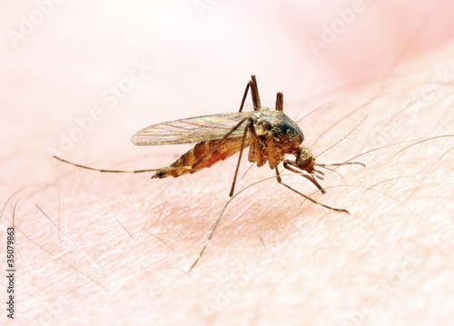 Anopheles mosquito - dangerous vehicle of infection.