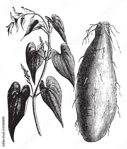 Purple Yam or Dioscorea alata vintage engraving