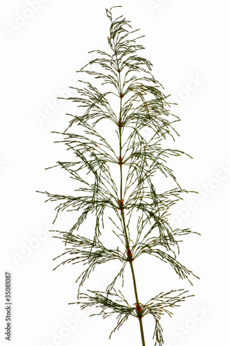Obraz na płótnie Wood horsetail