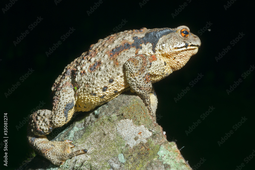 Fototapeta premium Toad (Bufo gargarizans) 34