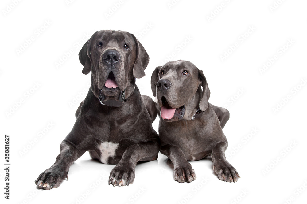 Two grey great Dane dogs