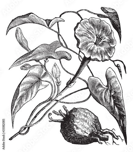 Schilderij op canvas Exogonium purga or  Ipomoea jalapa vintage engraving