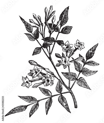 Common Jasmine or Jasminum officinale vintage engraving