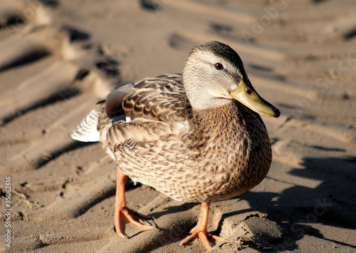 Mallard duck walking on sandy beach