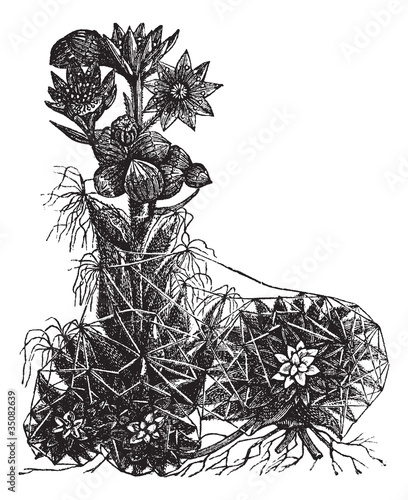 Cobweb houseleek or Sempervivum arachnoideum vintage engraving