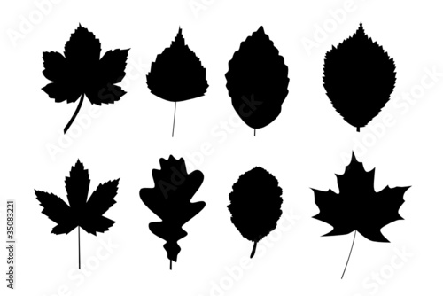Herbstblätter