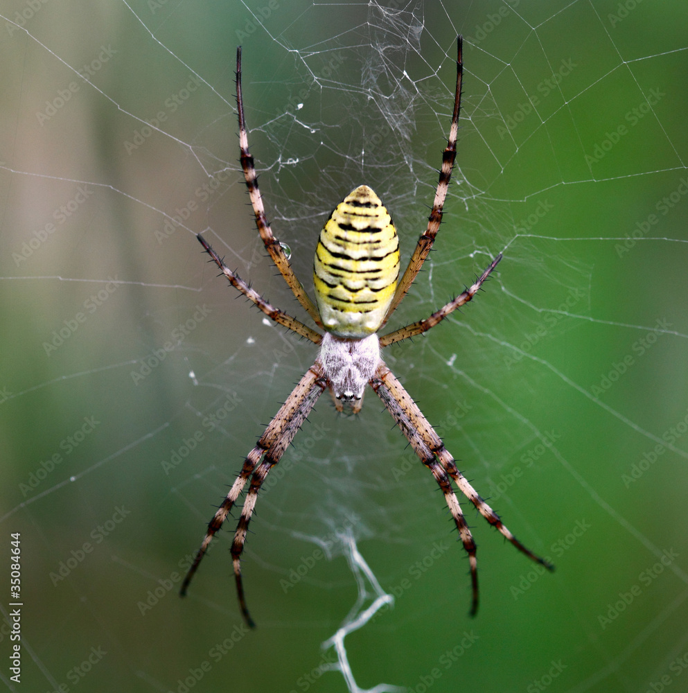 European white - yellow spider ( Argiope bruennichi) European white - yellow spider ( Argiope bruennichi)