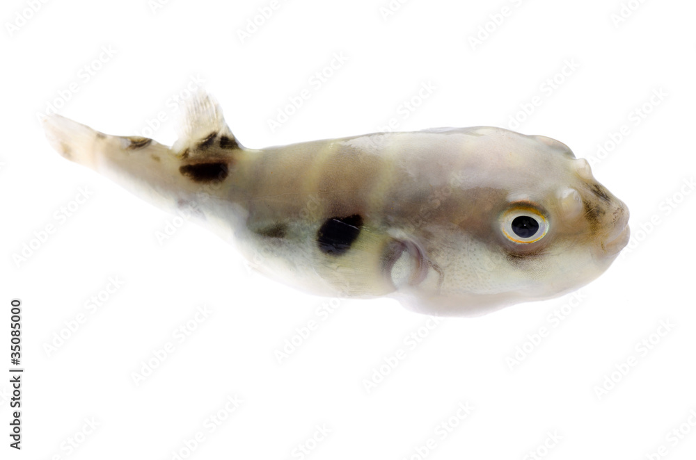 Obraz premium balloonfish