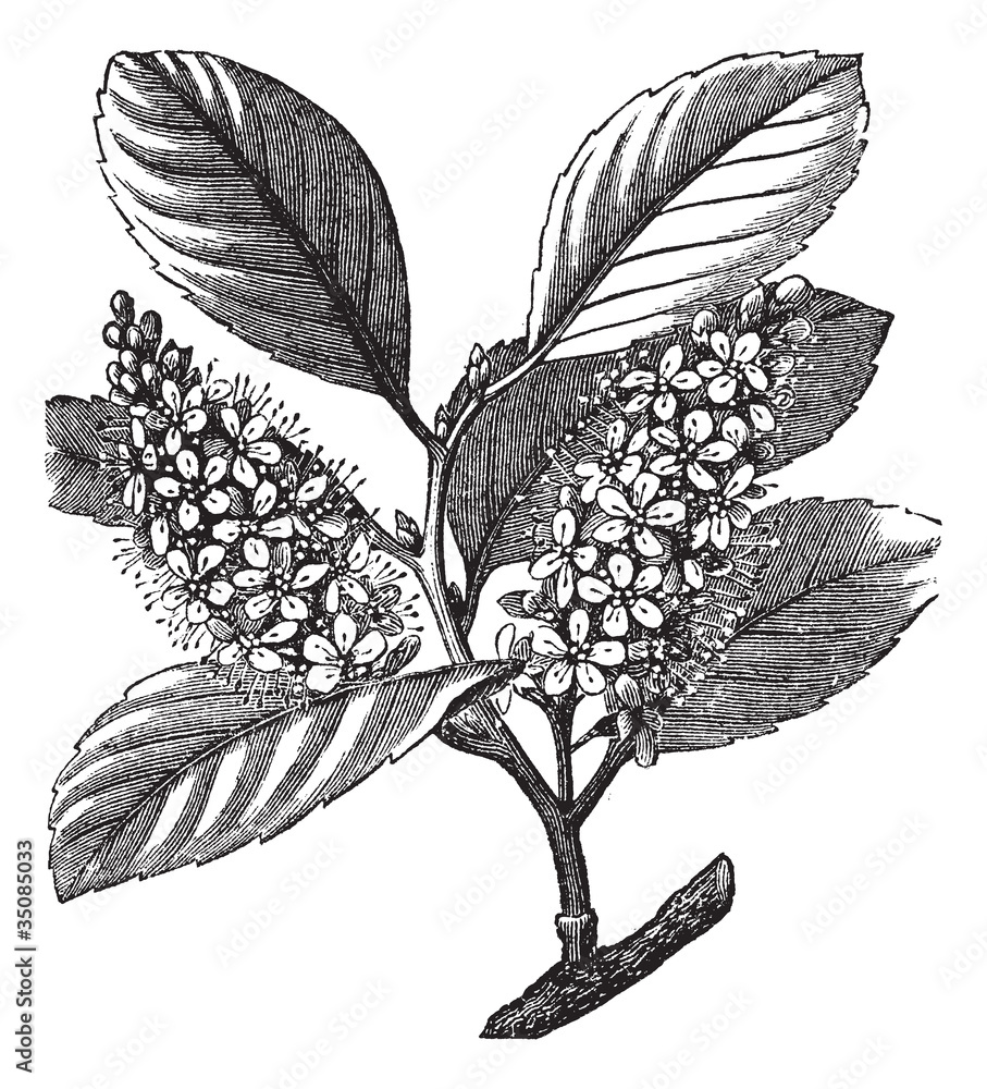 Fototapeta premium cherry laurel (Prunus laurocerasus) or Cherry laurel vintage eng