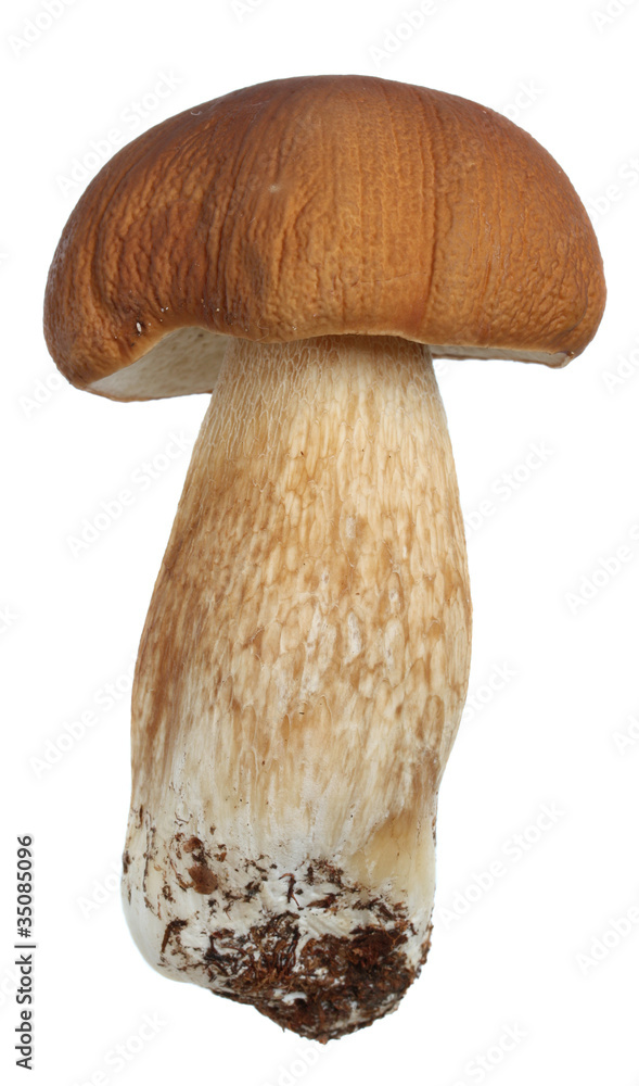 Mushroom. Mushroom.
