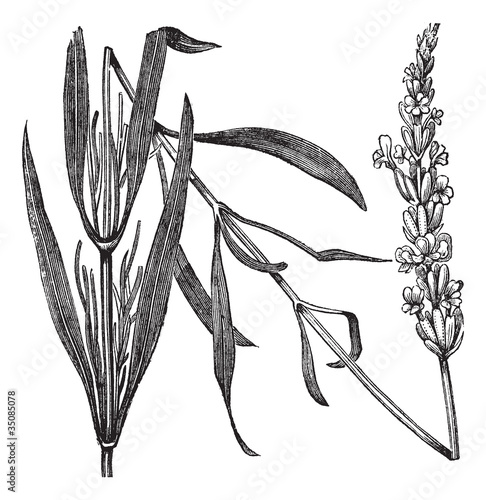 Common Lavender or Lavandula angustifolia, vintage engraving