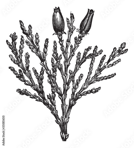 Calocedrus or Libocedrus decurrens vintage engraving