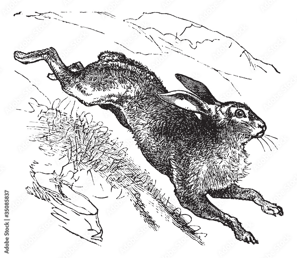 Naklejka premium Mountain Hare (Lepus timidus) or Blue Hare vintage engraving