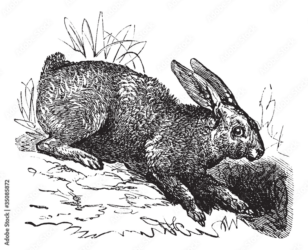 Obraz premium Northern hare (Lepus americanus) or Snowshoe Hare vintage engrav