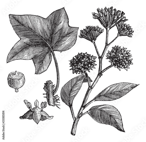 English ivy (Hedera helix) or Common ivy vintage engraving