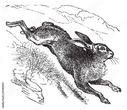 Mountain Hare (Lepus timidus) or Blue Hare vintage engraving