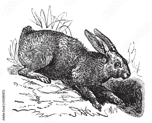 Northern hare (Lepus americanus) or Snowshoe Hare vintage engrav