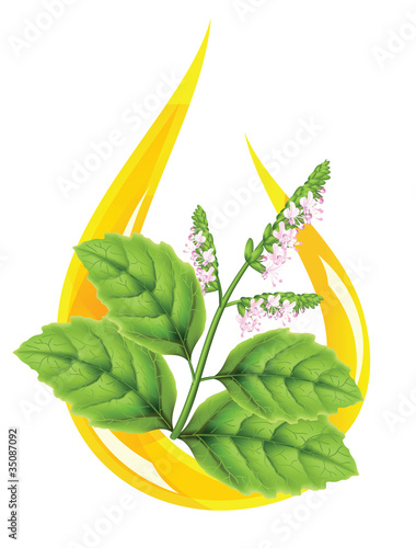 Essential oil of patchouli (Pogostemon cablini). Stylized drop.