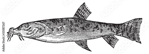 Stone loach or Barbatula barbatula vintage engraving